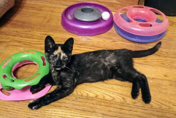 Rescue Tortoiseshell Cats for Adoption in Livonia, Michigan - C286 Litter Roo | PetCurious