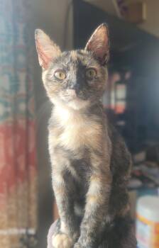 Toriel -  Domestic Short Hair Cat for Adoption in Wheaton, Illinois - Toriel | PetCurious
