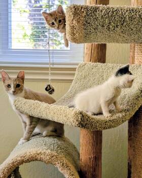 Domestic Short Hair Cats Available for Adoption in San Francisco, California - Danny Boy (Bonded With Moon) | PetCurious