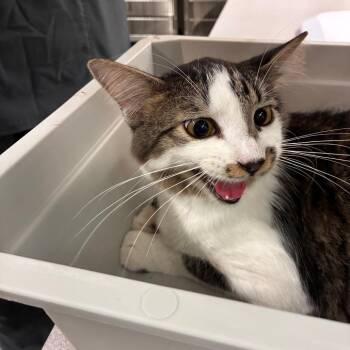 Goggins -  Domestic Long Hair Cat for Adoption in Manhattan, Kansas - Goggins | PetCurious