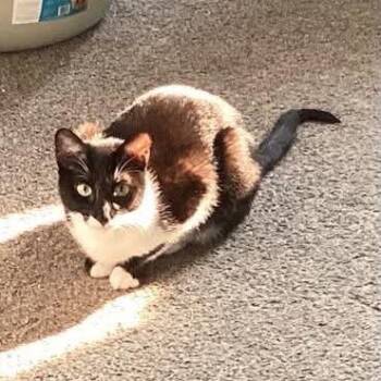 Marble -  Domestic Short Hair Cat for Adoption in Nampa, Idaho - Marble | PetCurious