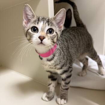 Domestic Short Hair Cats Available for Adoption - Fizz | PetCurious