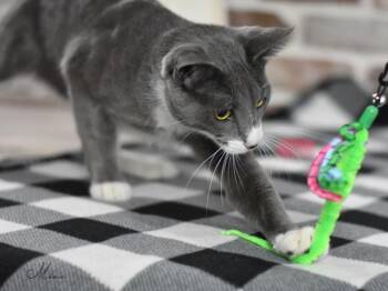 Rescue Domestic Short Hair Cats for Adoption in Conroe, Texas - Miso (Sweet And Savory Duo) | PetCurious