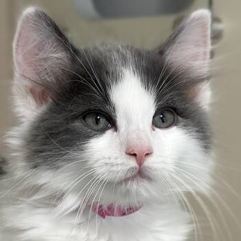 Diana -  Domestic Medium Hair Cat for Adoption in Victor, New York - Diana | PetCurious
