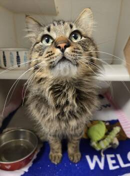 Domestic Medium Hair Cats Available for Adoption - Sir Didymus | PetCurious
