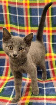 CeCe -  Domestic Short Hair Cat for Adoption in Murphysboro, Illinois - CeCe | PetCurious