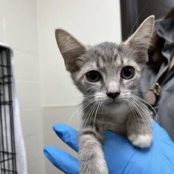 Smokey -  Domestic Short Hair Cat for Adoption in Harrisonburg, Virginia - Smokey | PetCurious