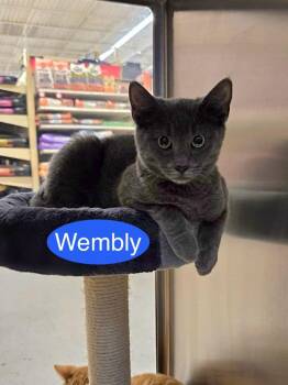 Wembly -  Domestic Short Hair Cat for Adoption in Hazlet, New Jersey - Wembly | PetCurious
