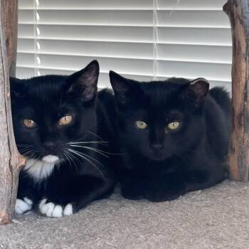 Whiskers -  Domestic Short Hair Cat for Adoption in San Francisco, California - Whiskers | PetCurious