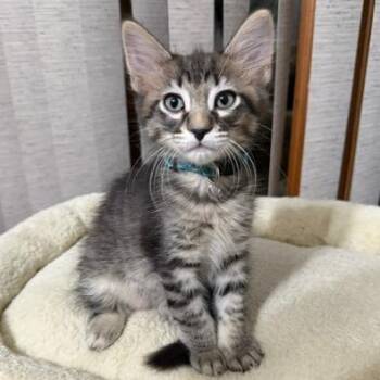 Woody -  Domestic Short Hair Cat for Adoption in Naperville, Illinois - Woody | PetCurious