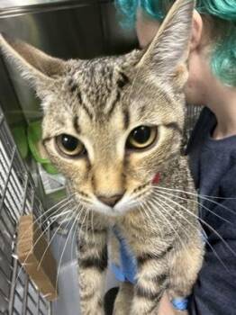 Artemis -  Domestic Short Hair Cat for Adoption in Daytona Beach, Florida - Artemis | PetCurious