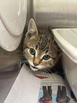 Rescue Domestic Short Hair Cats for Adoption - Pepper | PetCurious