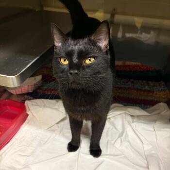 Reef -  Domestic Short Hair Cat for Adoption in Concord, North Carolina - Reef | PetCurious