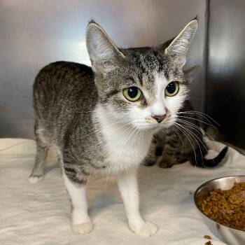 Bug -  Domestic Short Hair Cat for Adoption in Roanoke, Virginia - Bug | PetCurious