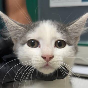 Dreamfyre -  Domestic Short Hair Cat for Adoption in Lakewood, Colorado - Dreamfyre | PetCurious