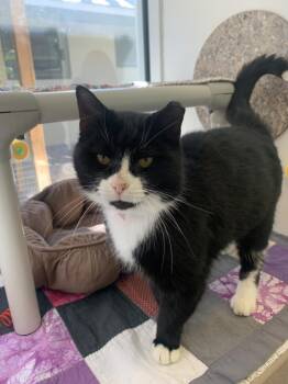 DOROTHY -  Domestic Short Hair Cat for Adoption in Sarasota, Florida - DOROTHY | PetCurious