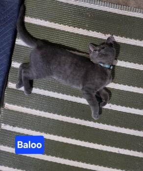BALOO -  Domestic Short Hair Cat for Adoption in Owatonna, Minnesota - BALOO | PetCurious