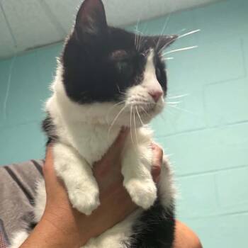 Murphy -  Domestic Short Hair Cat for Adoption in Gordonsville, Tennessee - Murphy | PetCurious