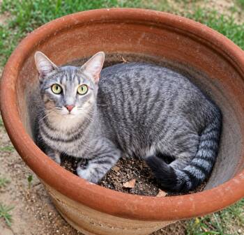 Shiba -  Tabby Cat for Adoption in Fresno, California - Shiba | PetCurious