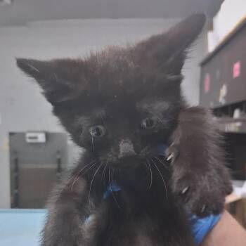 Caesar -  Domestic Short Hair Cat for Adoption in Summerville, South Carolina - Caesar | PetCurious