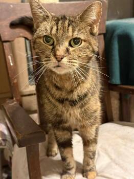 Rescue Domestic Short Hair Cats for Adoption in Marion, Indiana - Snuggles | PetCurious
