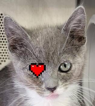 Daiya -  Domestic Short Hair Cat for Adoption in Eugene, Oregon - Daiya | PetCurious