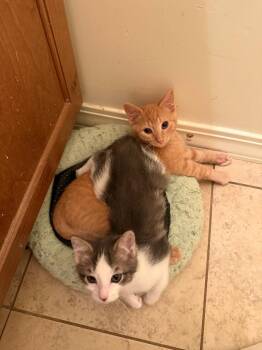 Renji -  Domestic Short Hair Cat for Adoption in Millcreek, Utah - Renji | PetCurious