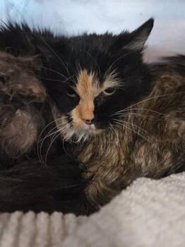 Domestic Long Hair Cats Available for Adoption - 60548283 | PetCurious