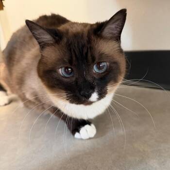 Dale -  Siamese Cat Available for Adoption in Cody, Wyoming - Dale | PetCurious