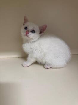 Opaleye -  Domestic Short Hair Cat Available for Adoption in Bloomington, Indiana - Opaleye | PetCurious