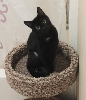 Domestic Short Hair Cats Available for Adoption in Hendersonville, Tennessee - Lovey The Cuddlebug | PetCurious