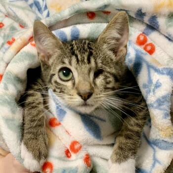 Colt -  Domestic Short Hair Cat for Adoption in Gilbert, Arizona - Colt | PetCurious