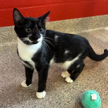 Taryn -  Domestic Short Hair Cat for Adoption in Sarasota, Florida - Taryn | PetCurious