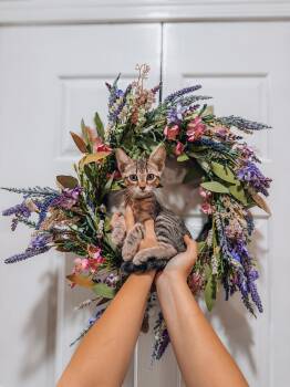 Dora -  Tabby Cat for Adoption in Goodyear, Arizona - Dora | PetCurious