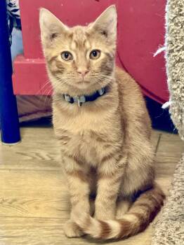 Rescue Tabby Cats for Adoption in Scottsburg, Indiana - Todd | PetCurious