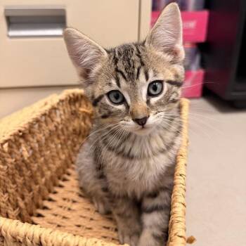 American Shorthair Cats Available for Adoption in Freeport, Florida - Kettle | PetCurious