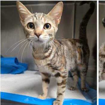 Hazel Carlsbad -  Domestic Short Hair Cat for Adoption in Denver, Colorado - Hazel Carlsbad | PetCurious