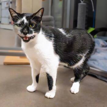 Kolaczky -  Domestic Short Hair and Mixed Breed Cat for Adoption in South Elgin, Illinois - Kolaczky | PetCurious