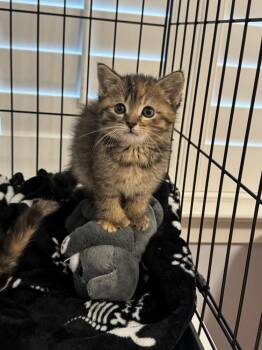 Ashley -  Domestic Medium Hair and Extra Toes Cat Hemingway Polydactyl Cat for Adoption in Emerald Isle, North Carolina - Ashley | PetCurious
