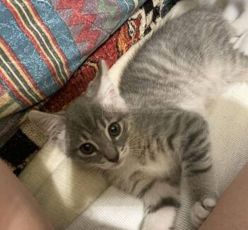 Chili -  Domestic Short Hair Cat for Adoption in Concord Farr, Tennessee - Chili | PetCurious