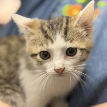 Domino -  Domestic Short Hair Cat for Adoption in Midland, Texas - Domino | PetCurious