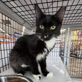 Domestic Medium Hair Cats Available for Adoption in Buffalo, New York - Danielle | PetCurious
