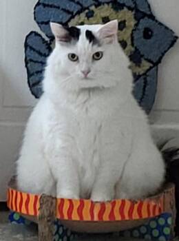 Spanky -  Domestic Long Hair Cat for Adoption in Elmwood Park, New Jersey - Spanky | PetCurious