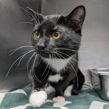 Henry -  Domestic Short Hair Cat for Adoption in Blairsville, Georgia - Henry | PetCurious