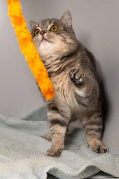 Squirrel -  Scottish Fold Cat for Adoption in Oakville, Ontario - Squirrel | PetCurious