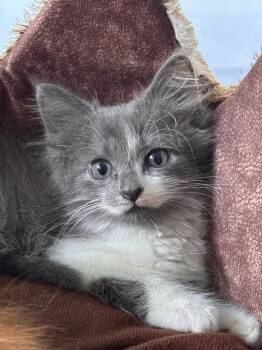 Tenderoni -  Domestic Medium Hair Cat for Adoption in St. Augustine, Florida - Tenderoni | PetCurious