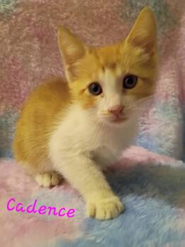 Domestic Short Hair Cats Available for Adoption in Mount Pleasant, Texas - Candence | PetCurious
