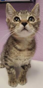 Domestic Short Hair Cats Available for Adoption in El Paso, Texas - Cosmo | PetCurious