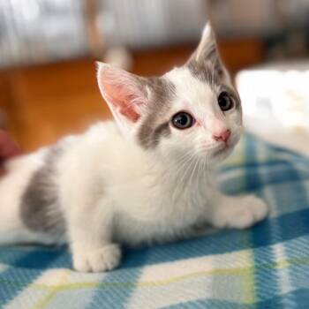 Stephen -  Domestic Short Hair Cat for Adoption in Blackfoot, Idaho - Stephen | PetCurious