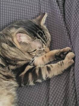 Riley -  Domestic Short Hair Cat for Adoption in Salisbury, North Carolina - Riley | PetCurious